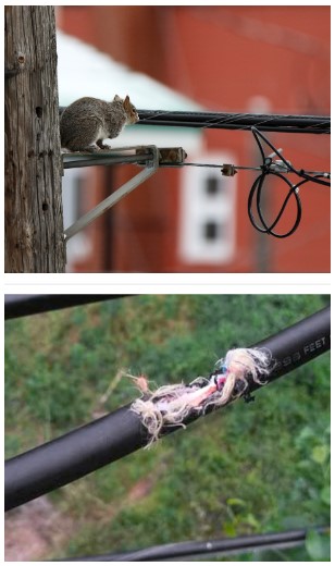 Squirrels causing optical fiber network outages